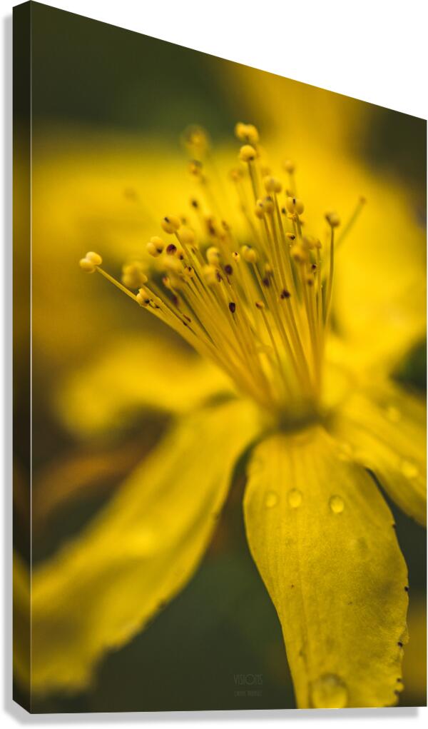  44A7626 Canvas Print