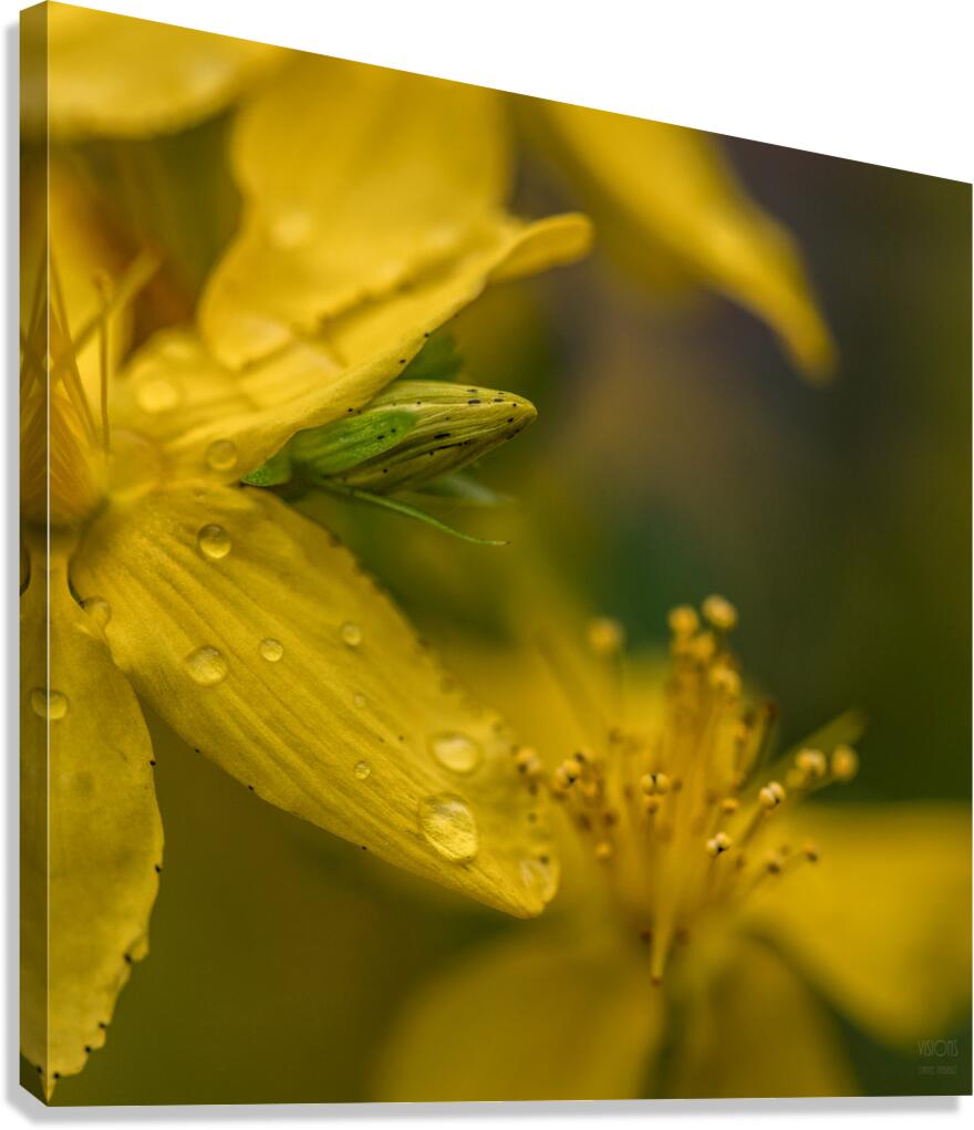  44A7628 Canvas Print