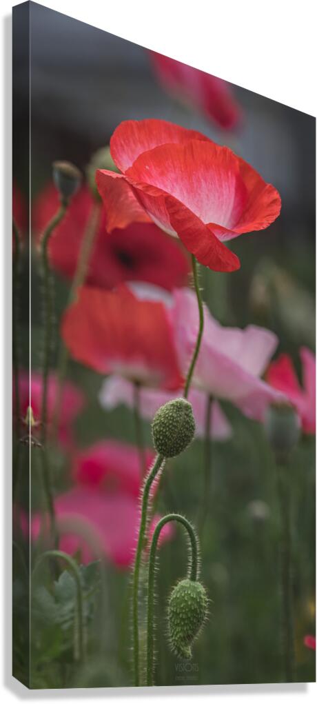  44A7575 Canvas Print
