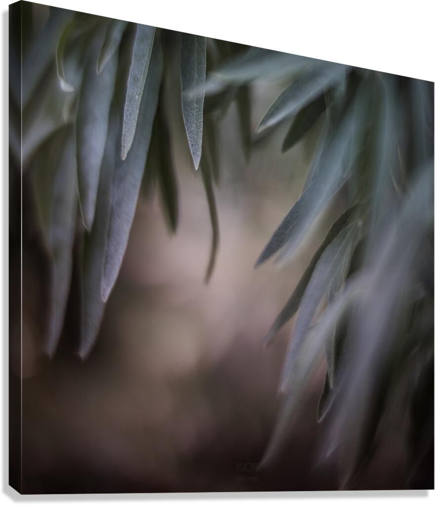  44A7777 Canvas Print