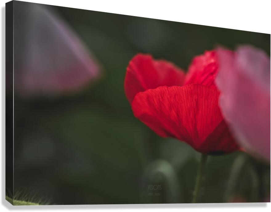  44A7582 Canvas Print