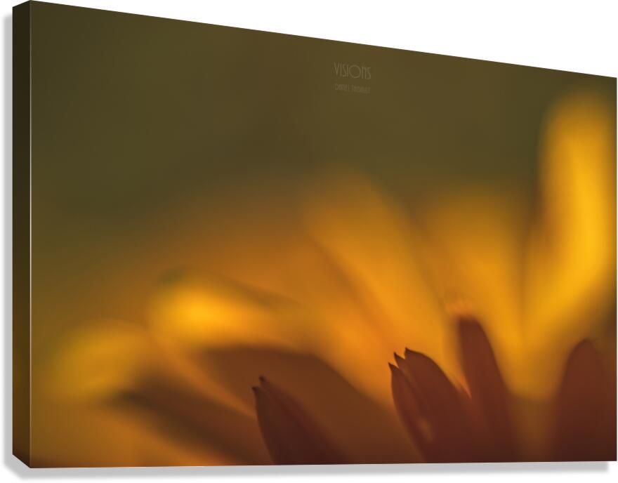  44A8194 Canvas Print