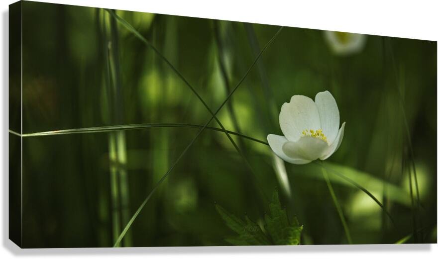  85A2867 Canvas Print