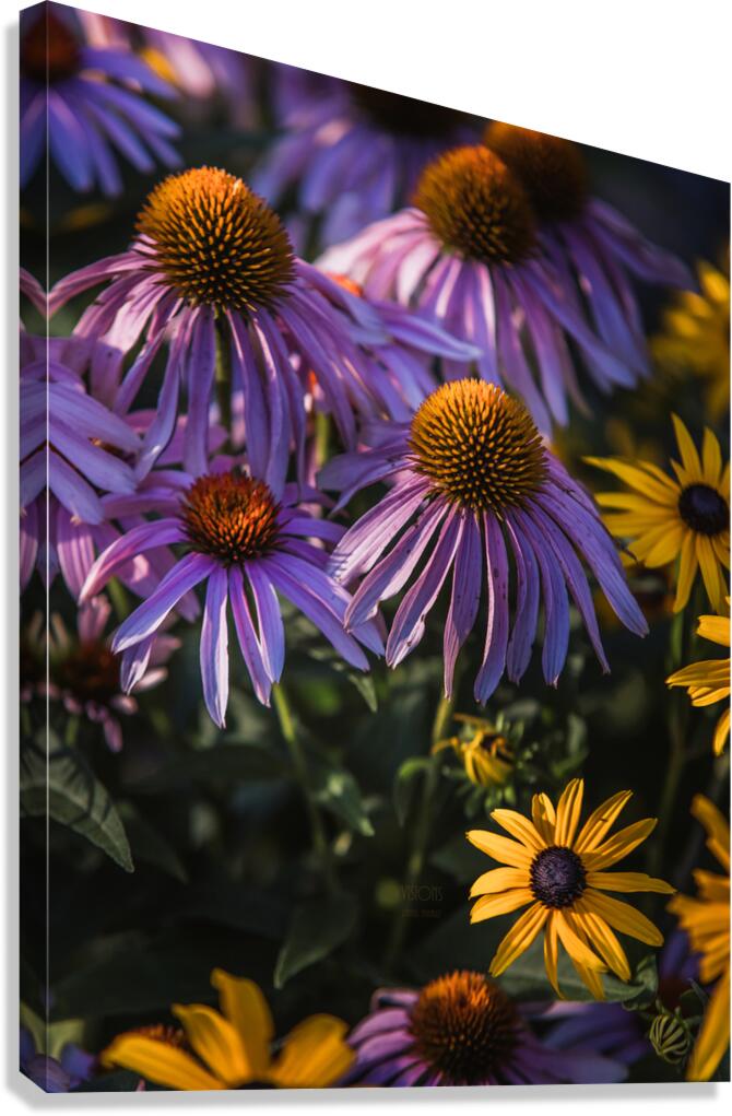  85A3580 Canvas Print