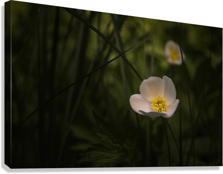  85A2880 Canvas Print
