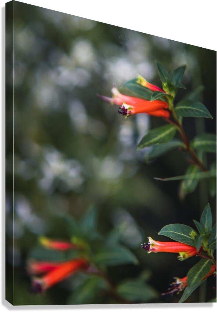  85A3548 Canvas Print