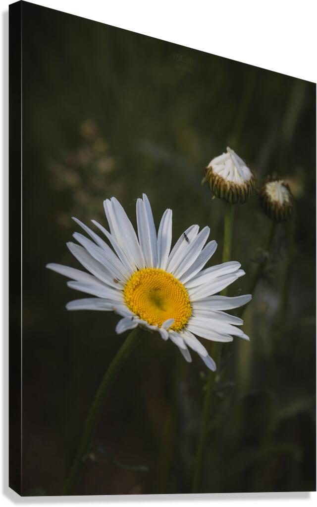  85A2909 Canvas Print