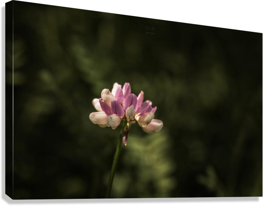  85A2927 Canvas Print