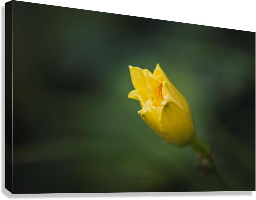  85A3629  Canvas Print