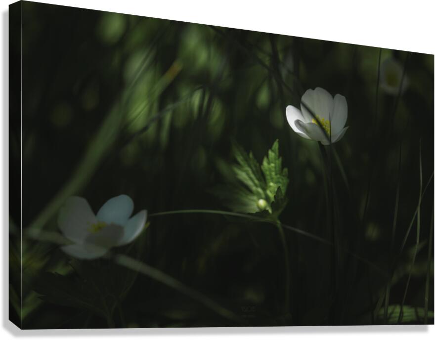  85A2873 Canvas Print