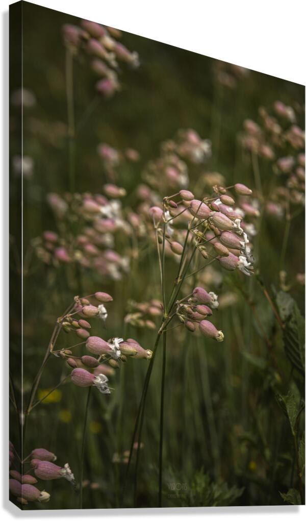  85A2917 Canvas Print