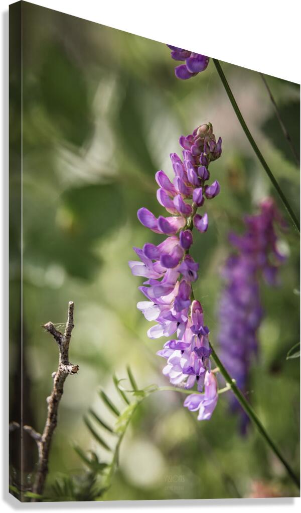  85A3046 Canvas Print