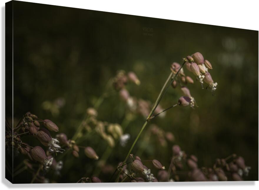  85A2915 Canvas Print