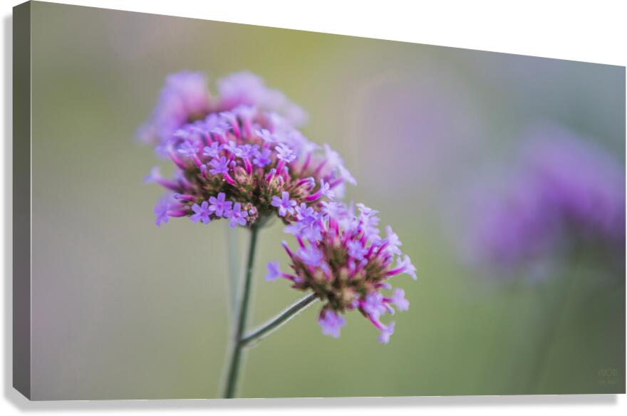  85A3635 Canvas Print