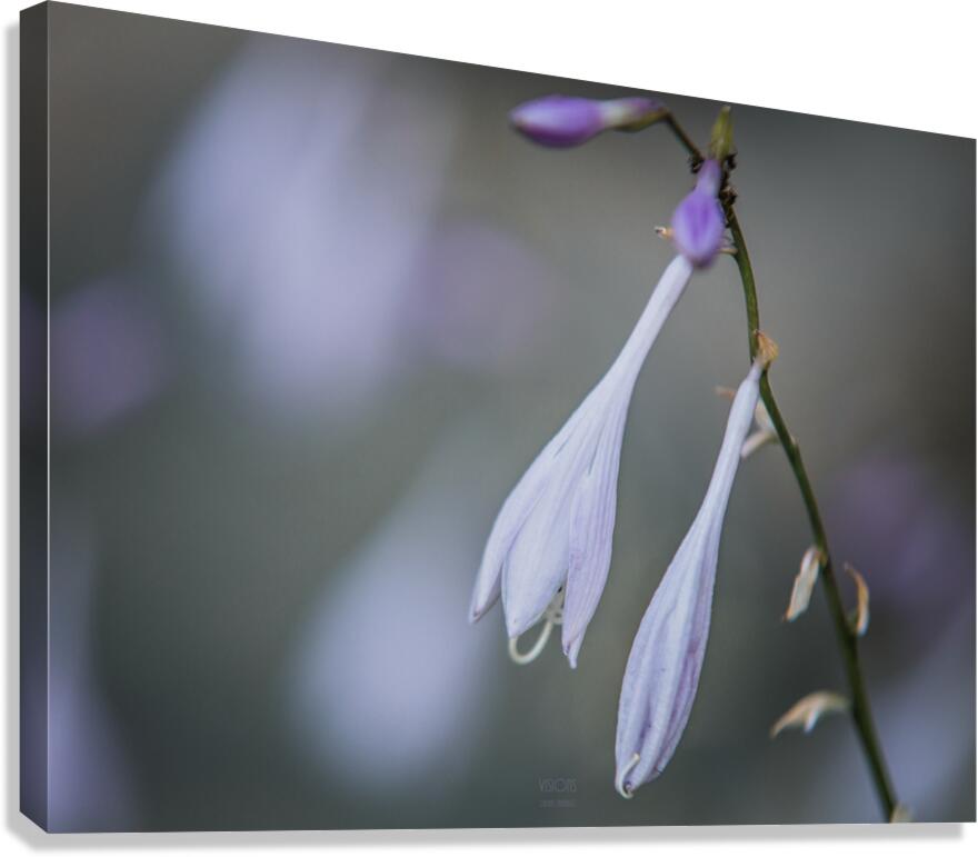  85A3592 Canvas Print