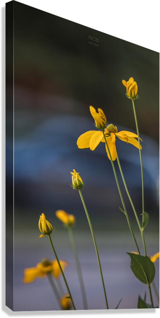  85A3597 Canvas Print