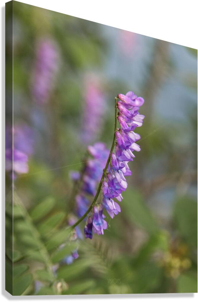  85A3055 Canvas Print