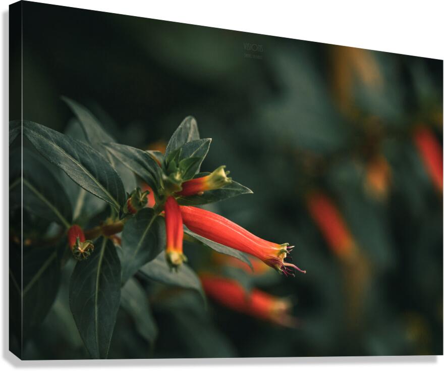  85A3537 Canvas Print