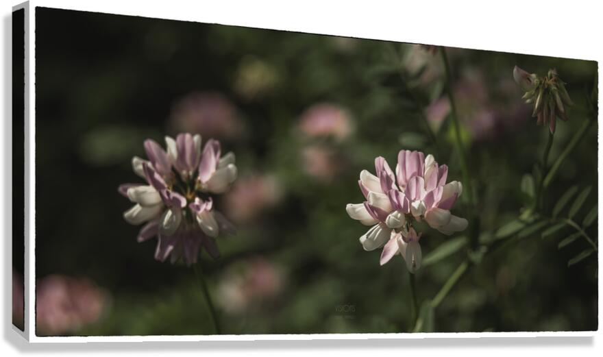  85A3042 Canvas Print