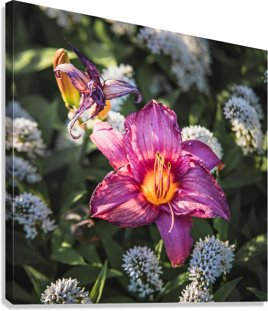  85A3611 Canvas Print