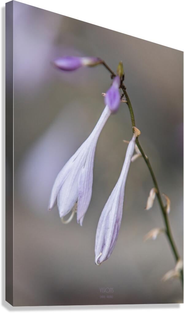  85A3593 Canvas Print