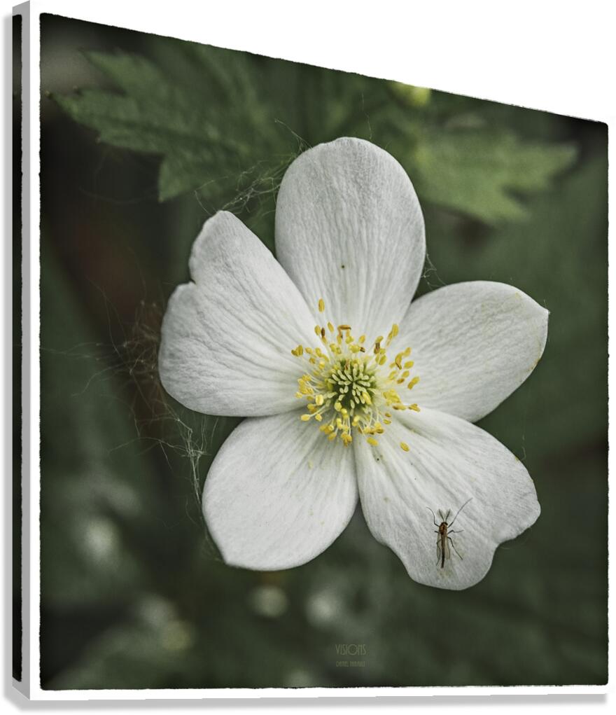  85A3003  Canvas Print