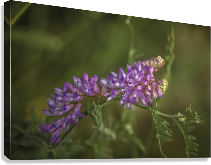  85A3030 Canvas Print