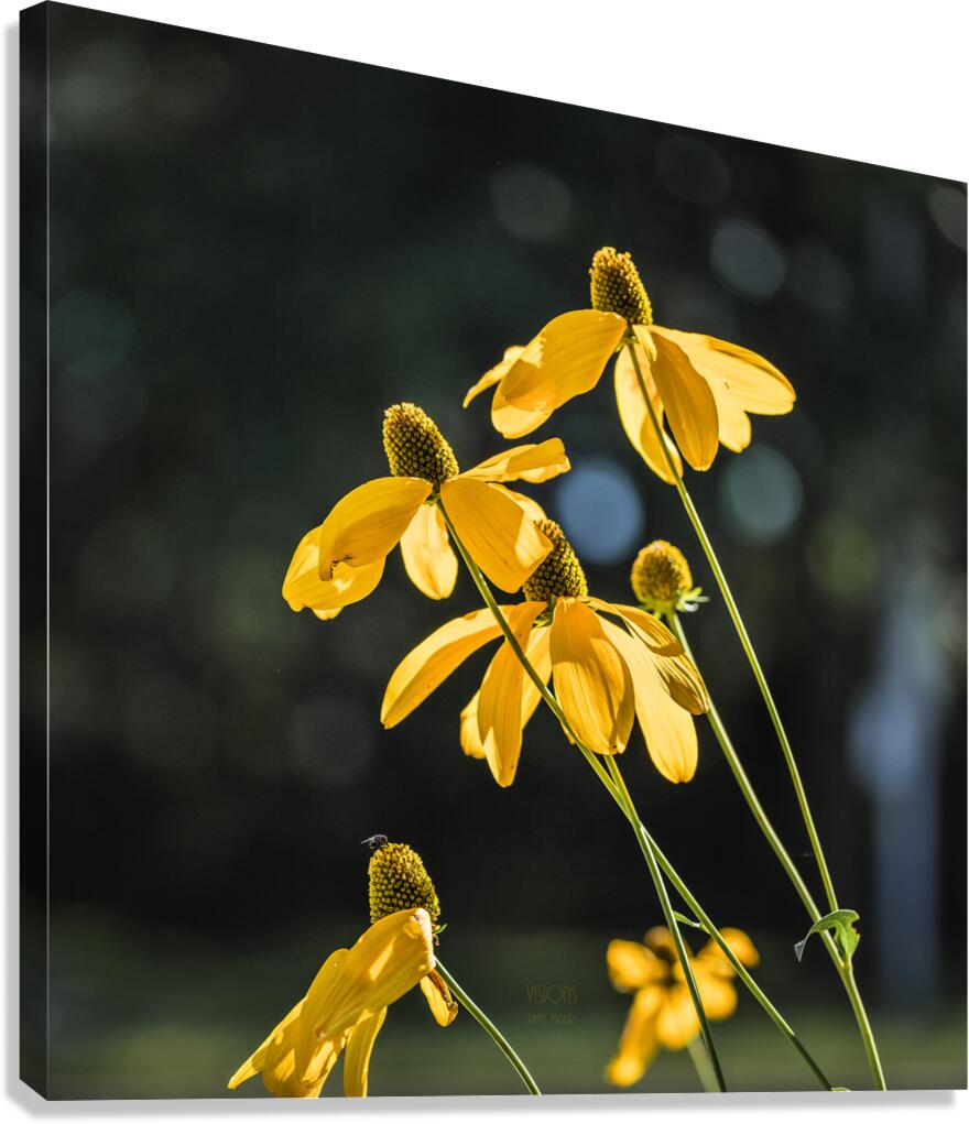  85A4121 Canvas Print