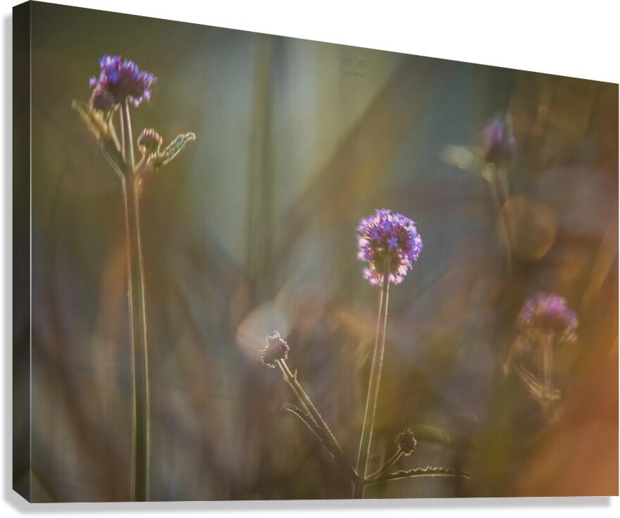  85A3693 Canvas Print