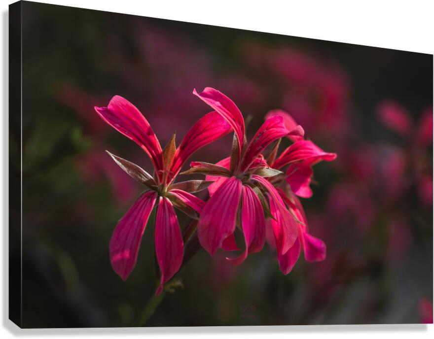  85A4134 Canvas Print