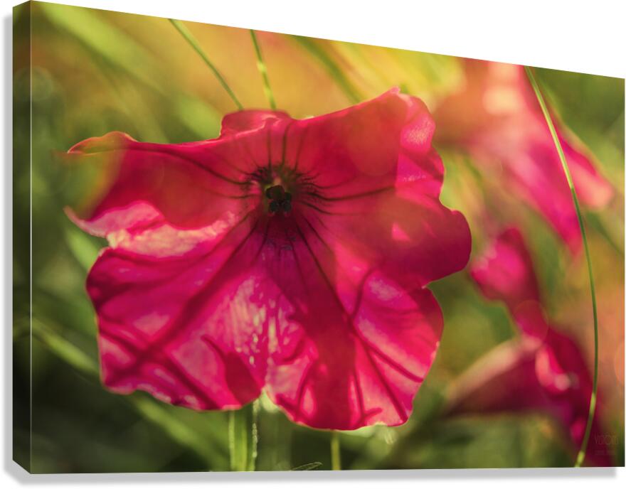  85A4192  Canvas Print
