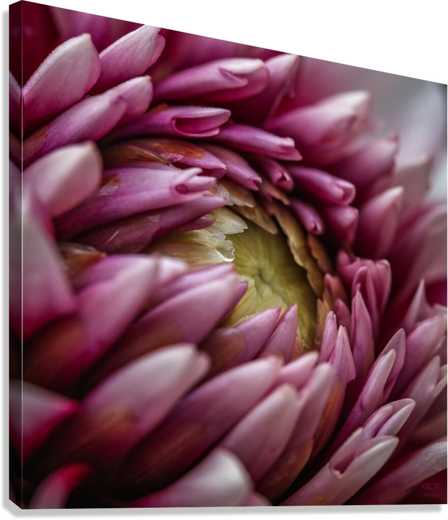  85A4612 Canvas Print
