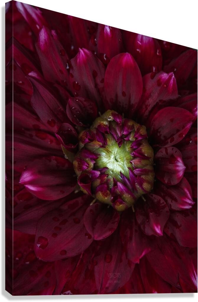  85A4605 Canvas Print