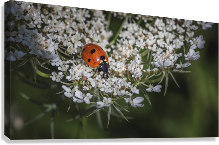  85A3905 Canvas Print
