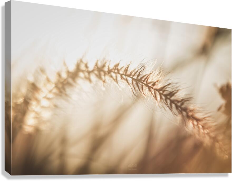  85A3674 Canvas Print