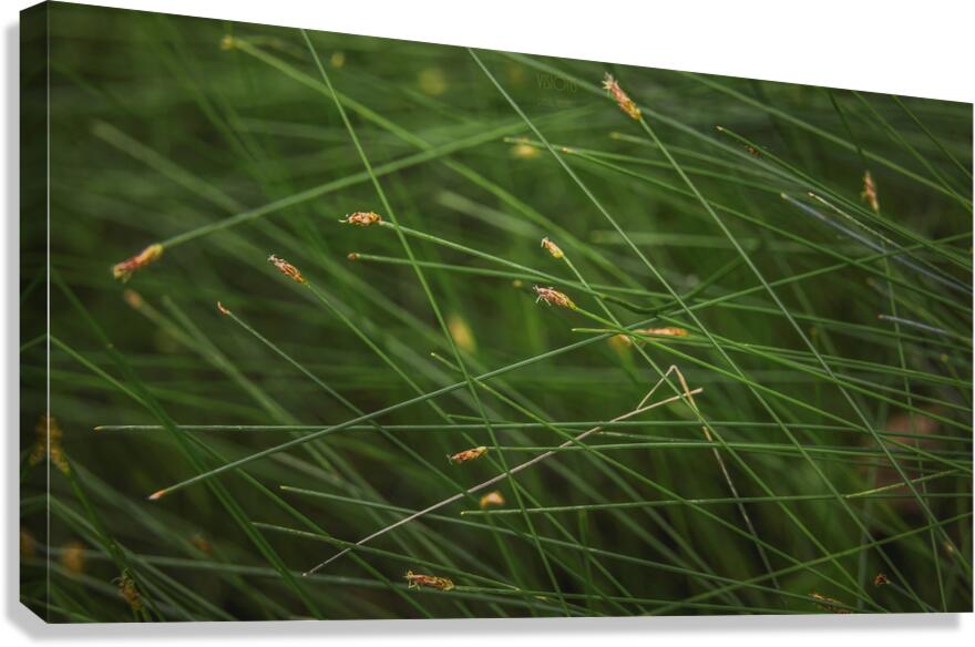  85A3713  Canvas Print