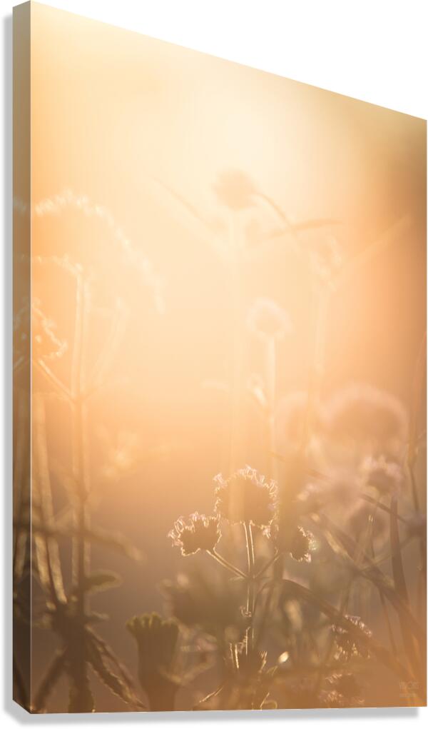  85A3686 Canvas Print