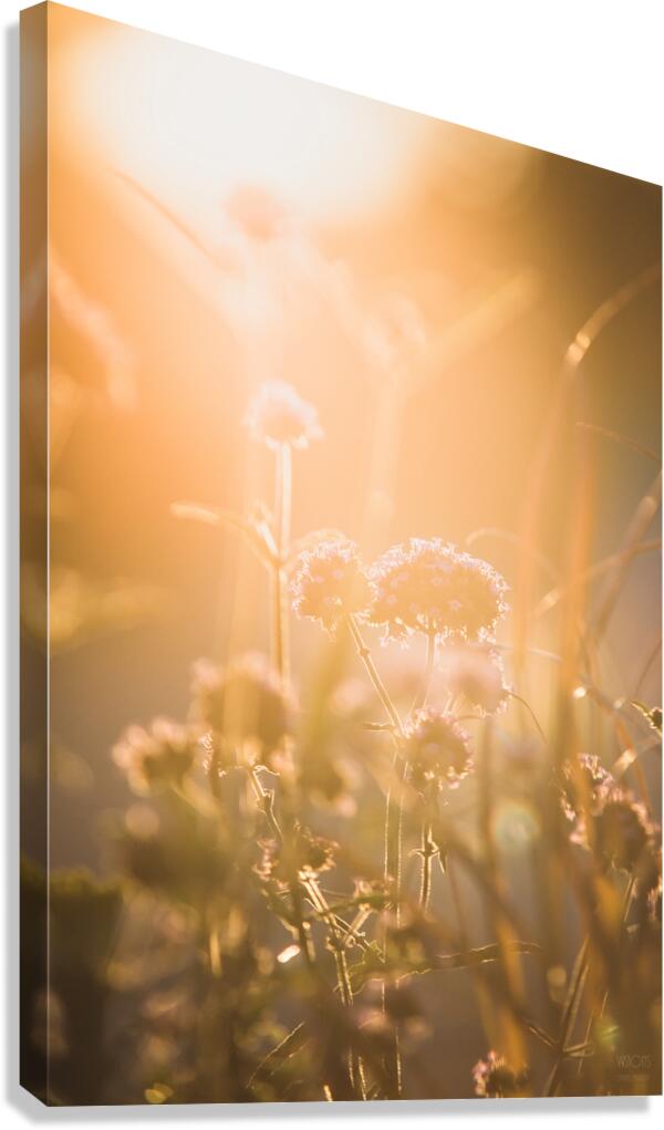  85A3687 Canvas Print