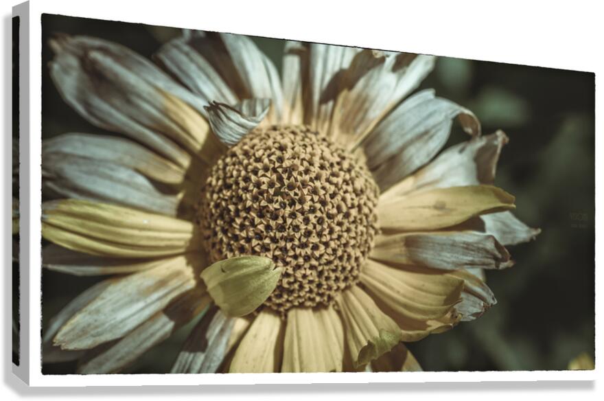  85A3827  Canvas Print