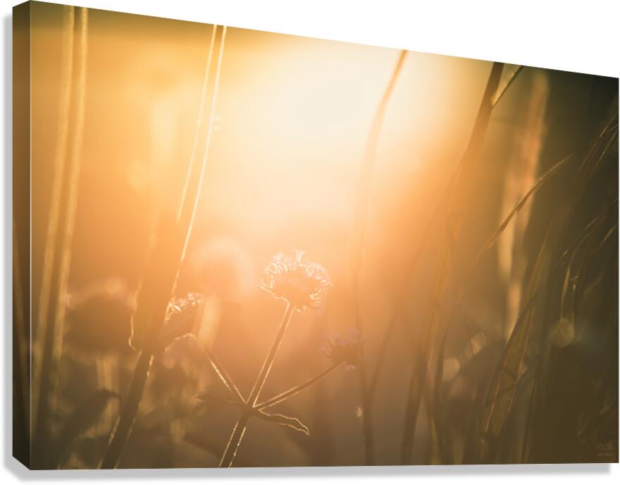  85A3683 Canvas Print