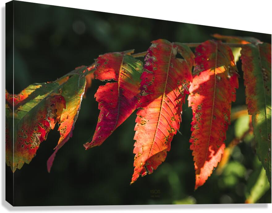  85A4569 Canvas Print