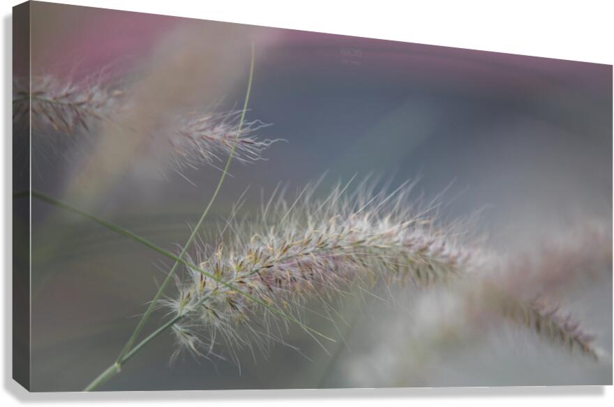  85A3694 Canvas Print