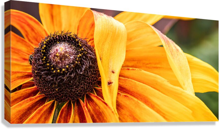  85A4617 Canvas Print