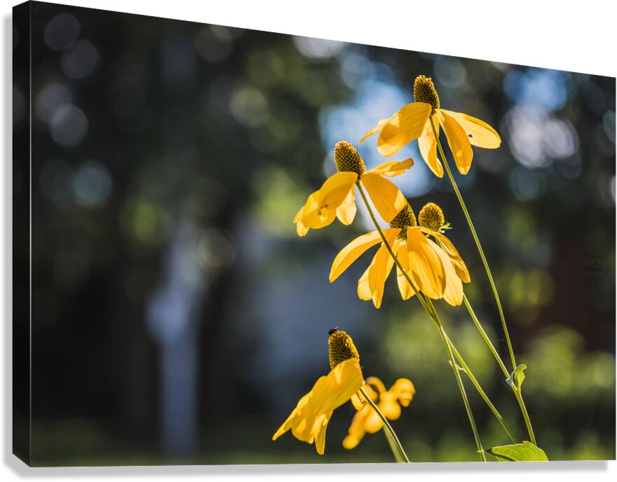  85A4120 Canvas Print