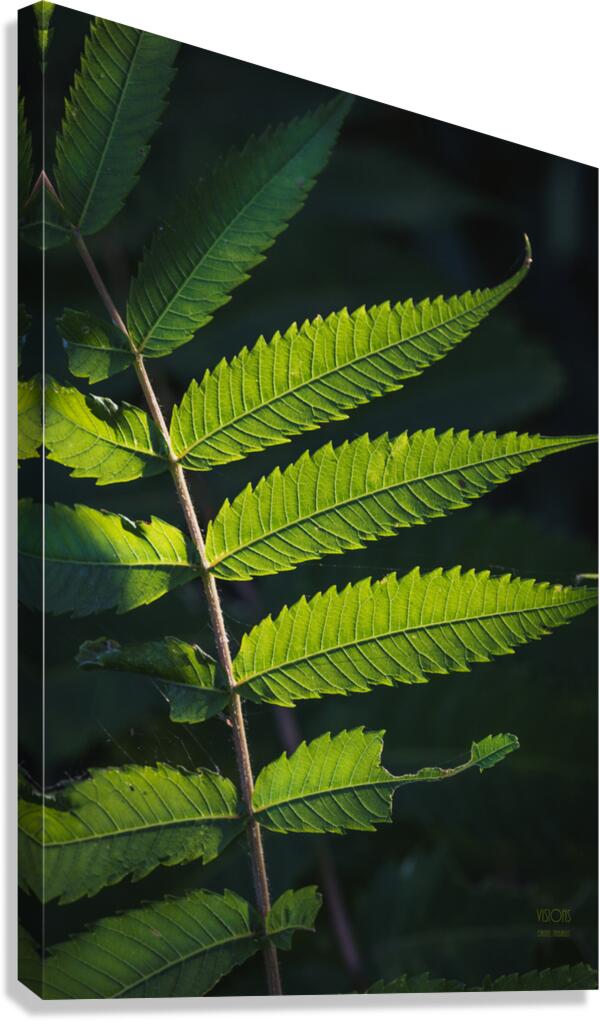  85A4573 Canvas Print