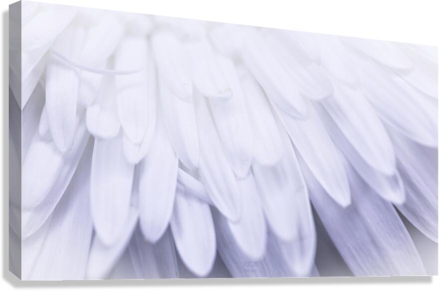 85A5921 Canvas Print