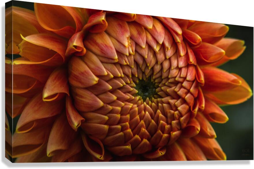  85A4691 Canvas Print