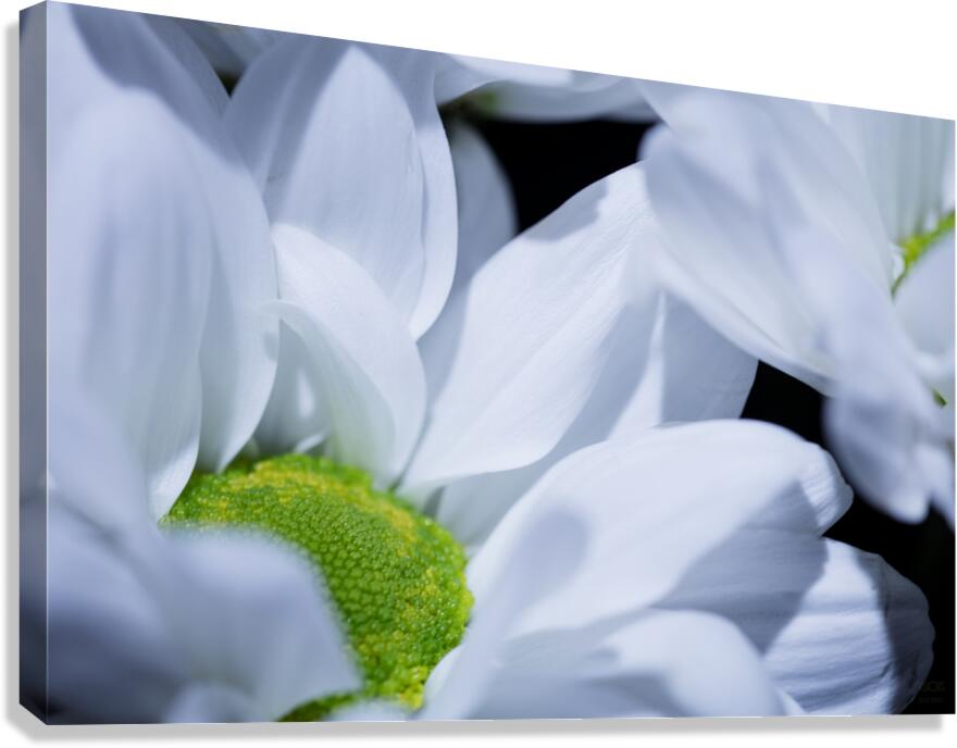  85A6015 Canvas Print
