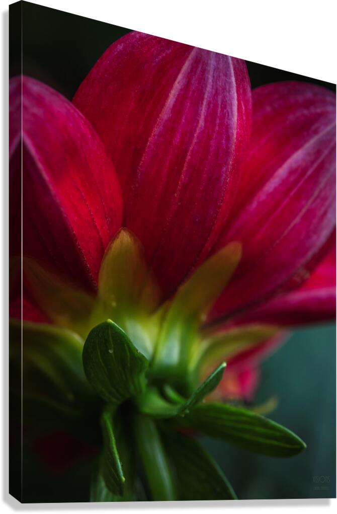  85A4670 Canvas Print