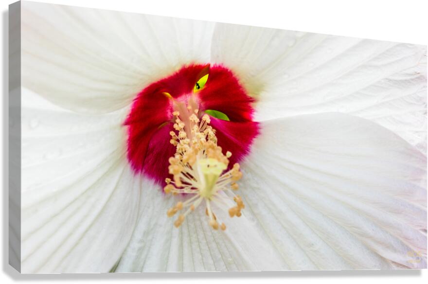  85A4672 Canvas Print